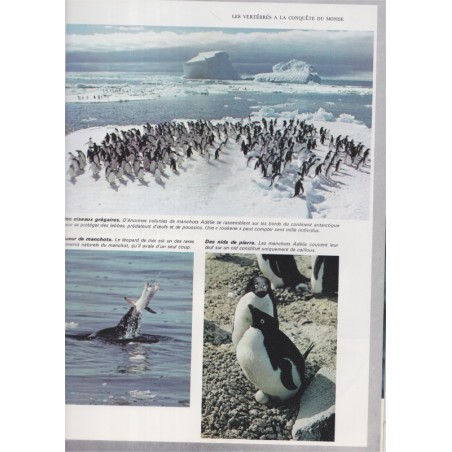 La vie fantastique des îles et des océans, Durward Allen, 1972 - animaux sauvages, animaux marins, nature, océans,