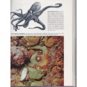 La vie fantastique des îles et des océans, Durward Allen, 1972 - animaux sauvages, animaux marins, nature, océans,