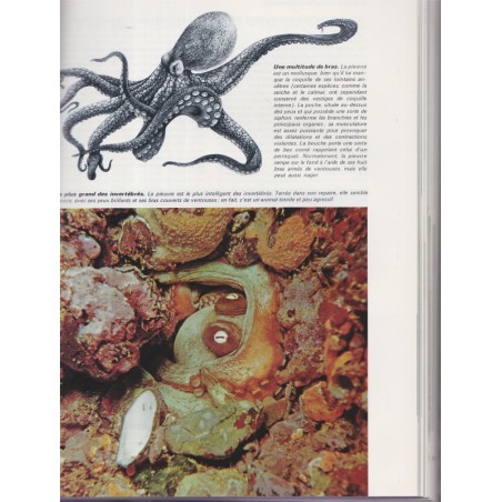 La vie fantastique des îles et des océans, Durward Allen, 1972 - animaux sauvages, animaux marins, nature, océans,