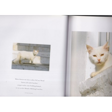 Katzen des Südens, Christina Krutz & Harald Braun, , , 2006 - chats, photographe animalier, Tiere, Katz, chats de Grèce