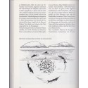 Delphin Geschichten, Greenpeace, Ralf Breier & Jörg Reiter, 1992 - dauphins, animaux marins, écologie