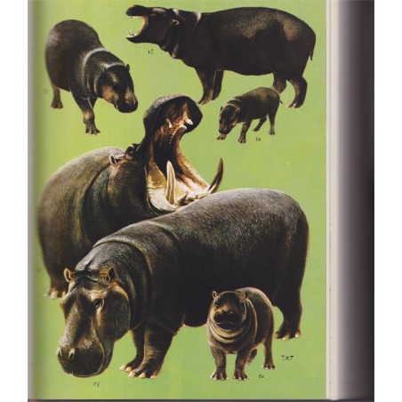 Enzyklopädie des Tierreiches, Säugetiere 4, Grzimeks, Tierlebens, 1968 - zoologie, encyclopédie, animaux sauvages,