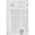 spécial Israël, héraldique, peintres XVIe XVIIe s, parfums - La Revue Française de l'élite européenne, N°63 déc 1954,