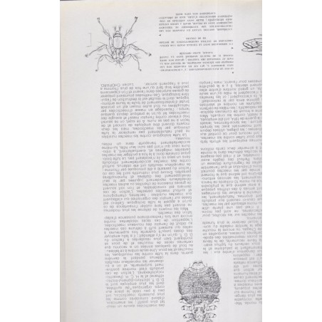 spécial Israël, héraldique, peintres XVIe XVIIe s, parfums - La Revue Française de l'élite européenne, N°63 déc 1954,