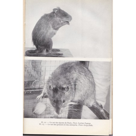 L'homme et les fléaux, Löhr Vom Wackendorf, 1955 - insectes, famine, écologie, planète en danger