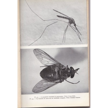 L'homme et les fléaux, Löhr Vom Wackendorf, 1955 - insectes, famine, écologie, planète en danger